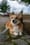 Pets